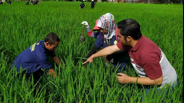 PELATIHAN TEMATIK PETANI PADI ANGKATAN I, BAPELTAN JAMBI BUKTIKAN ...