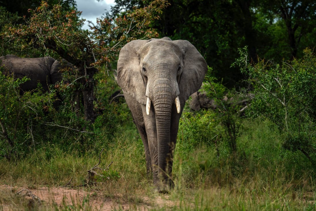 Gajah Afrika Masuk Dalam Daftar Terancam Punah Oerbancom