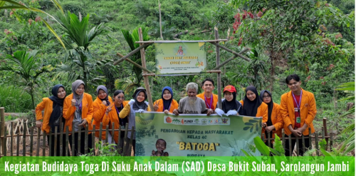 Kegiatan budidaya Toga di Suku Anak Dalam (SAD), Desa Bukit Suban Kabupaten Sarolangun. (Foto: ist)