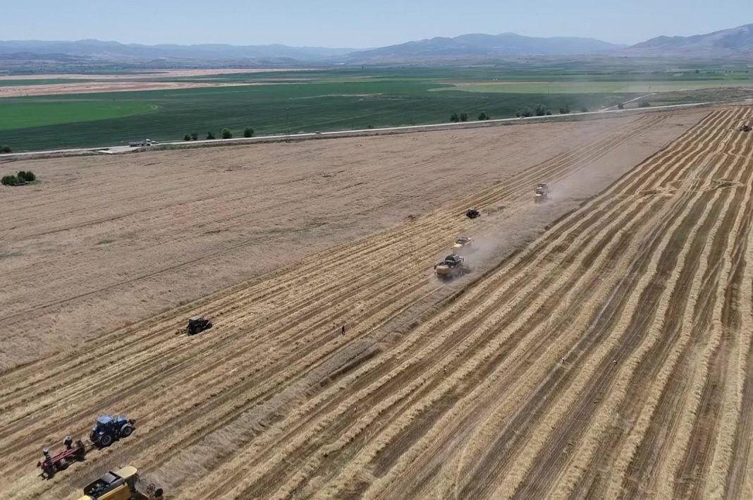 Petani memanen gandum di provinsi Amasya, Türkiye utara, 19 Juli 2023. (Foto IHA)