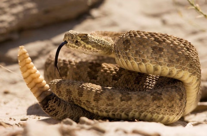 Seekor ular derik padang rumput memperingatkan pejalan kaki yang mendekat dengan mainan ekornya di Taman Provinsi Dinosaurus, Alberta dalam gambar ini diambil 7 Agustus 2008.