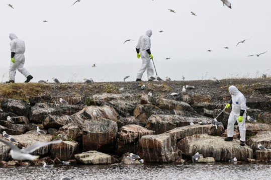 Orang-orang dengan pakaian pelindung mengumpulkan burung mati di Finnmark, Norwegia, 20 Juli 2023. (Foto: Reuters)