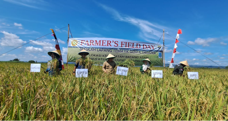 panen raya padi organik dilaksanakan di Laboratorium Lapang milik petani di Desa Rawa Medang Kecamatan Batang Asam Kabupaten Tanjung Jabung Barat.