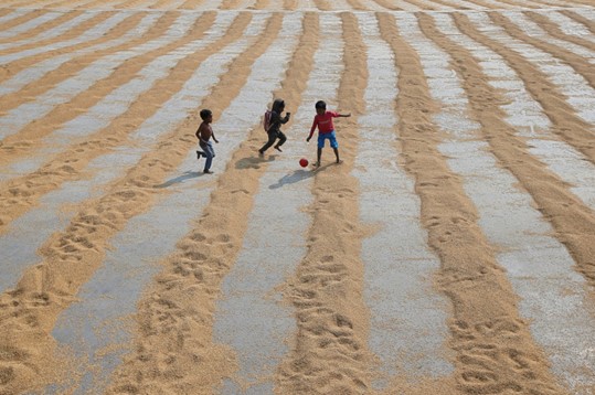 Anak-anak bermain dengan bola setelah padi disebarkan untuk dikeringkan di penggilingan padi di pinggiran Kolkata, India, 31 Januari 2019. (Foto: Reuters)