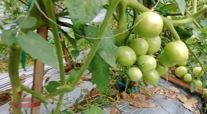 Tambah Income Petani Binaan, P4S Saiyo Sakato Binaan Kementan Lakukan Panen Tomat 