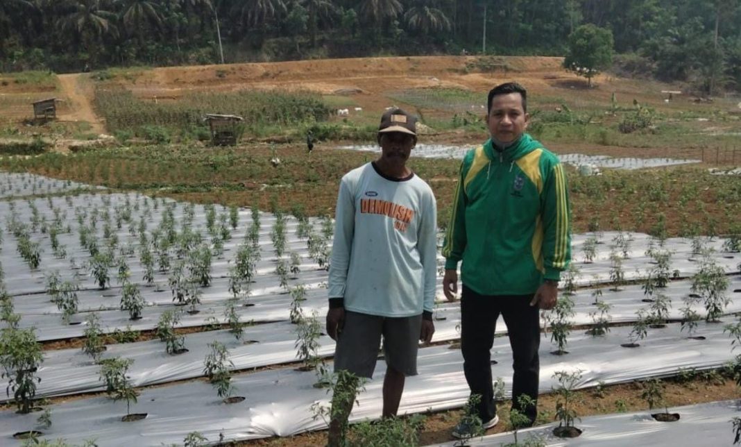 Terima Bantuan Benih Cabai, Petani Merangin Siap Dukung Pengendalian Inflasi