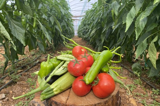 Ekspor Tomat Turki Melonjak 42,8% dari Tahun ke Tahun Menjadi $538,7 Juta