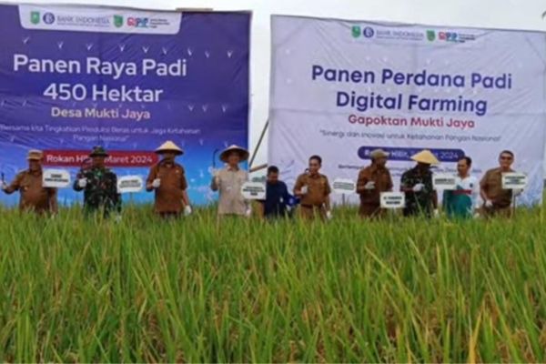 Kementan dan Gapoktan Mukti Jaya Rohil Laksanakan Panen Perdana Padi Demplot Digital Farming