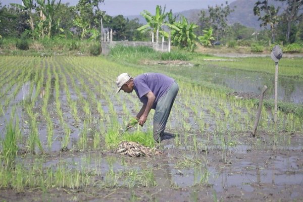 Pemerintah Daerah Aceh dan Petani Sambut Gembira serta Terima Kasih atas Tambahan Alokasi Pupuk Subsidi