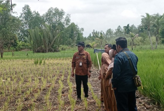 Support Gerakan Antisipasi Darurat Pangan Nasional, Kepala UPT Kementan di Jambi Tinjau Lokasi Penambahan Areal Tanam (PAT)