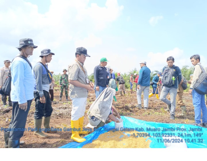 UPT Kementan bersama TNI Lakukan Tumpang Sisip (Tusip) Padi Gogo di Provinsi Jambi  