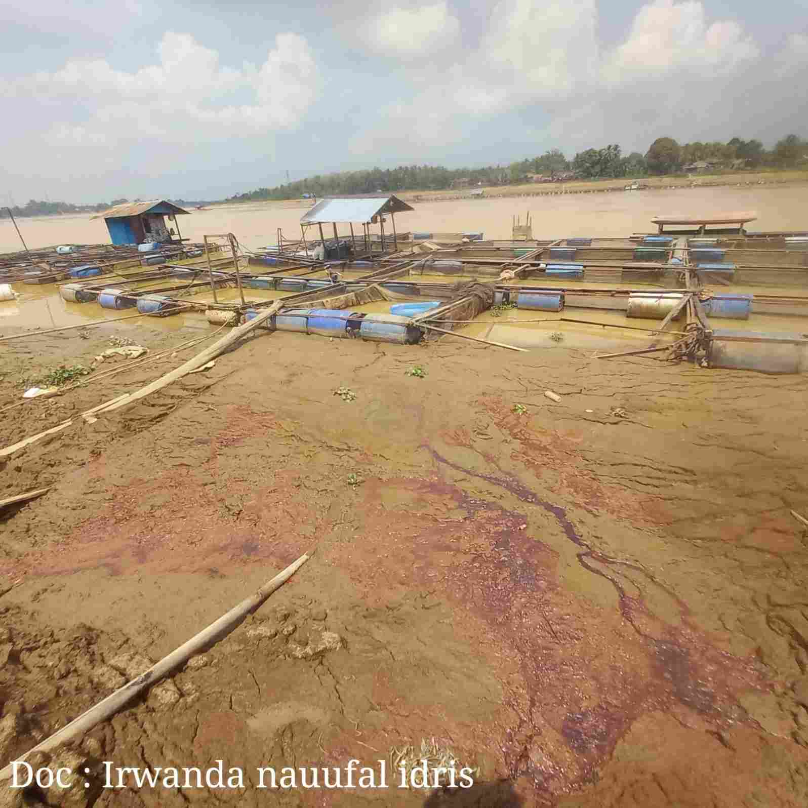 Parah! Tumpahan Minyak Kapal Pengangkut Batubara Tumpah di Sepanjang Keramba Ikan Masyarakat Pinggiran Sungai