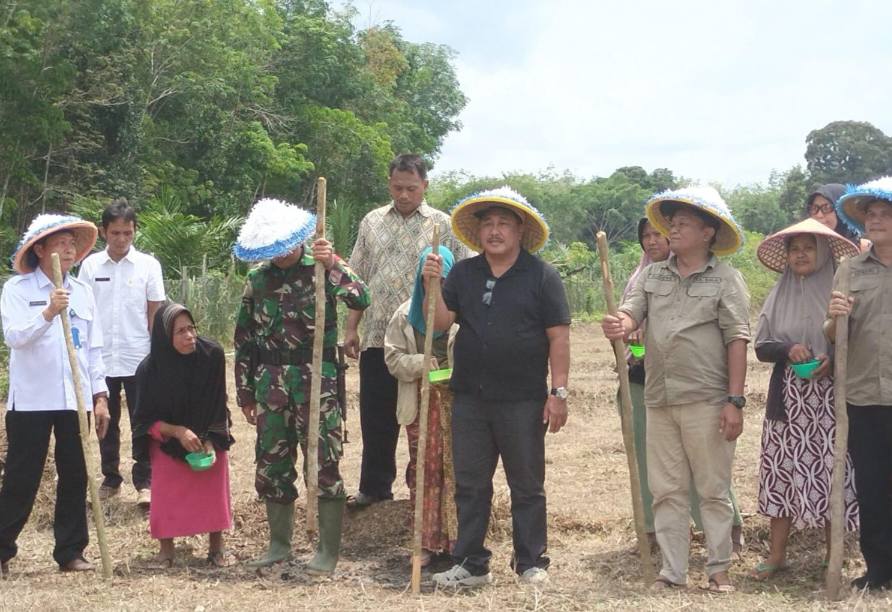 Meski Kondisi Kering Petani Pasar Rantau Embang Tetap Tanam Padi