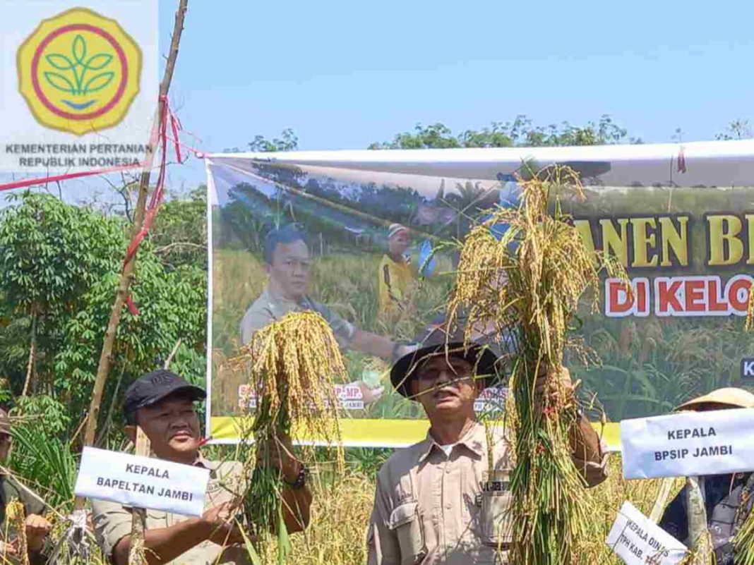 Panen Raya Padi Ladang, Kepala UPT Kementan Dukung Penuh Program PAT Kabupaten Tebo