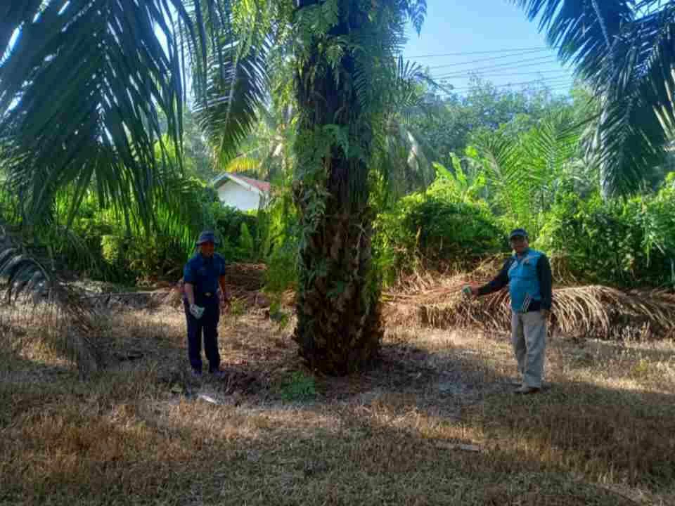 UPT Kementan Lakukan Penambahan Amelioran untuk Tingkatkan Produksi Sawit