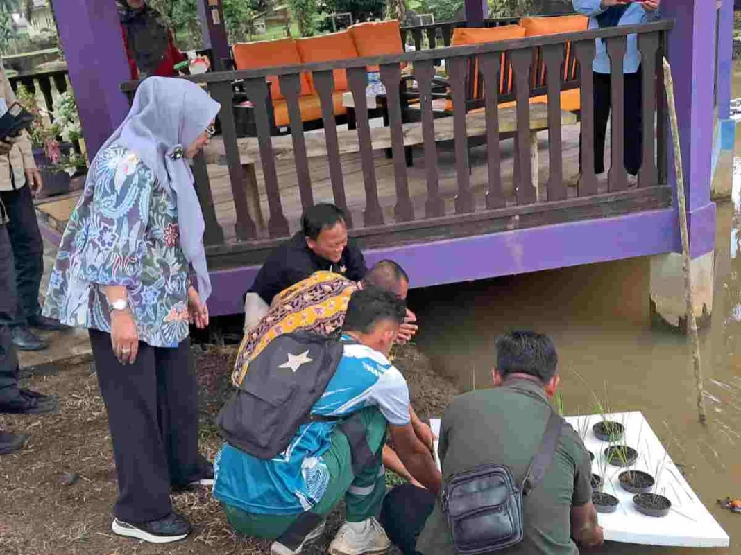 UPT Kementan Adopsi Budidaya Padi Apung untuk Dikembangkan di Wilayah Kerjanya