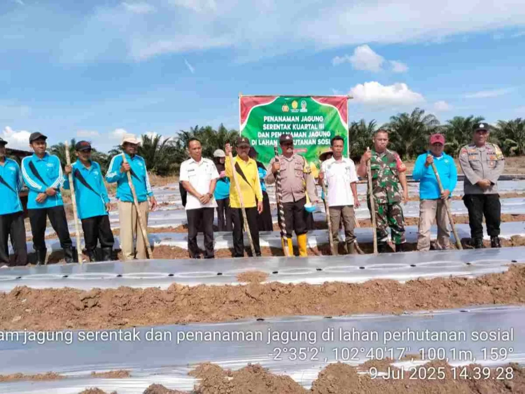 Penanaman Jagung Kuartal III, Gerbang Menuju Swasembada Berkelanjutan
