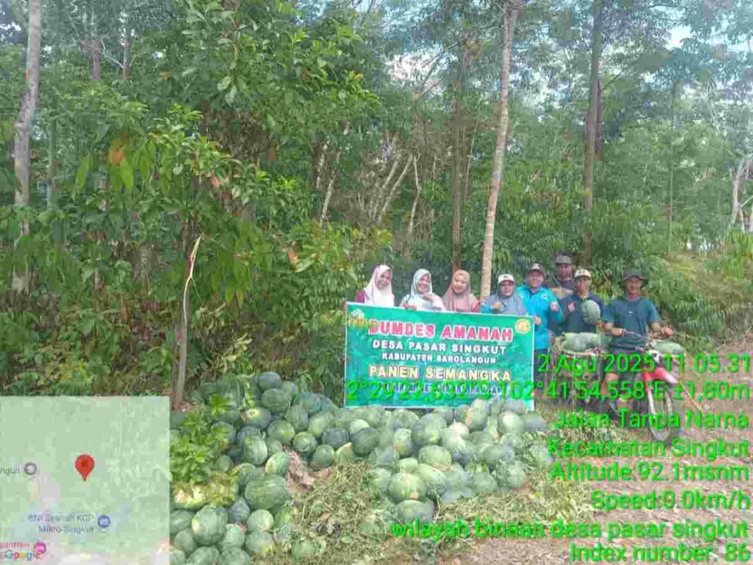 Dorong Ketahanan Pangan, Kades Desa Pasar Singkut Panen Perdana Semangka