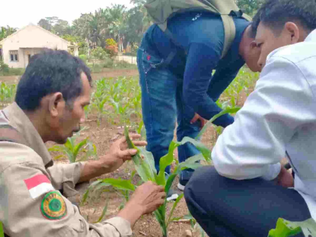 Antisipasi Hama, Petugas POPT dan Penyuluh Laksanakan Pengamatan Keliling