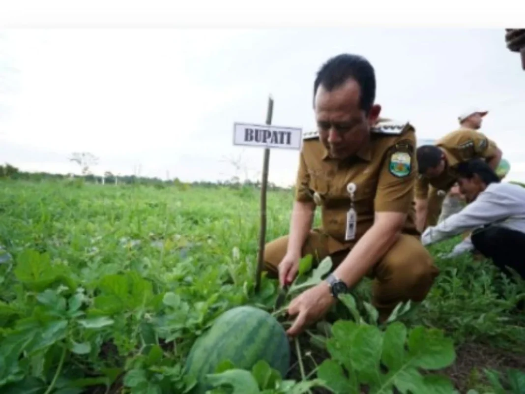 Bupati Muaro Jambi Hadiri Panen Raya Semangka di Desa Parit