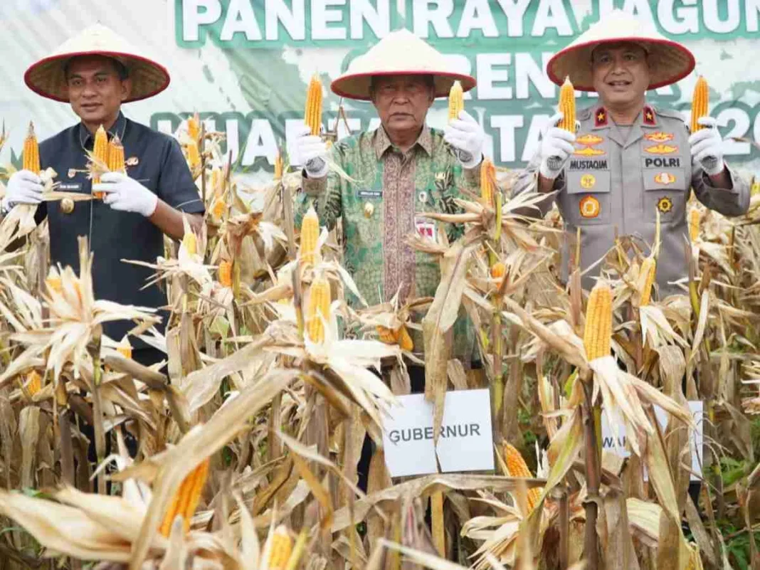 Hadiri Panen Jagung, Wagub Sani Dukung Program Perkuat Kedaulatan Pangan Daerah dan Nasional