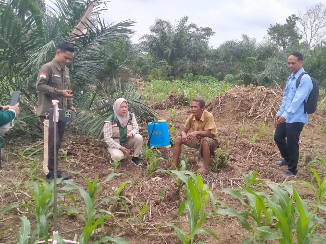 Laksanakan Pembinaan, BPP Singkut Optimis Tingkatkan Produktivitas Tanaman Jagung